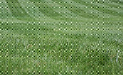 Lawn Management