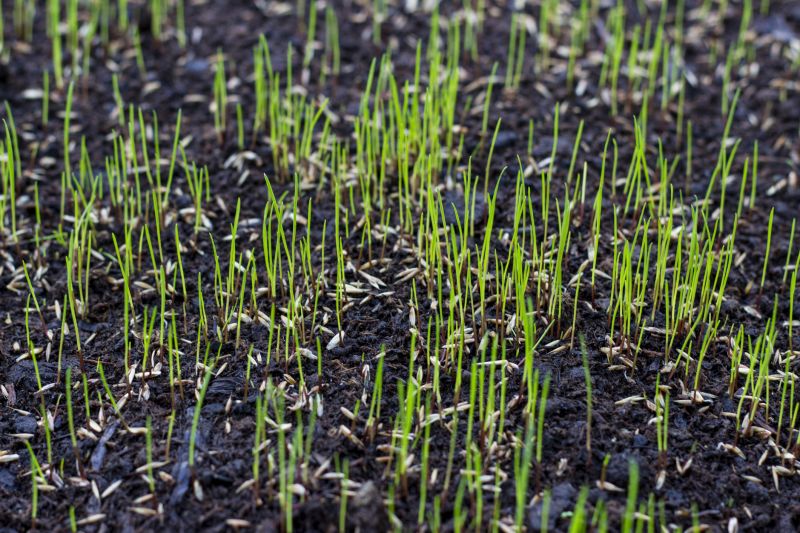 Grass Growth Stages