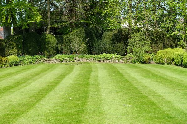 Grass Care Service in Hampton