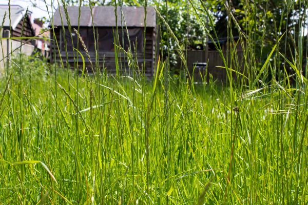 Overgrown Lawn Trimming in Hampton