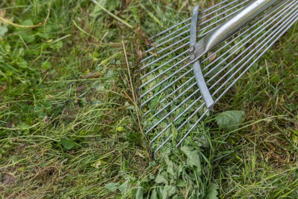 Thatch Raking in Hampton